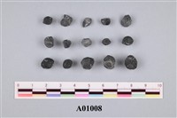 藏品(紡綞蟲類)的圖片